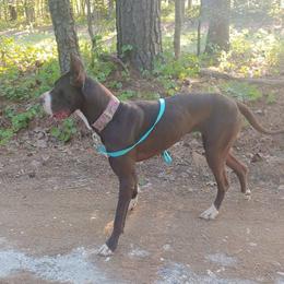 Mayzi - Great Dane