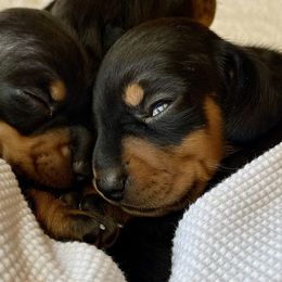 Dachshund Puppies from Little Legs Miniature Dachshunds