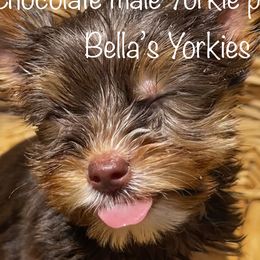 Boy 2 Brownie - Chocolate, tan and white Yorkshire Terrier puppy in Keyser, West Virginia from Bella’s Yorkies