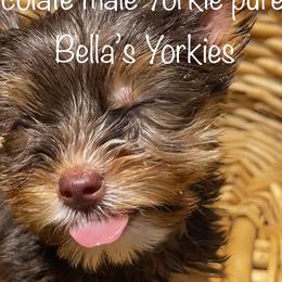 Boy 2 Brownie - Chocolate, tan and white Yorkshire Terrier puppy in Keyser, West Virginia from Bella’s Yorkies
