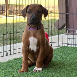 Lady Bird - Rd whtn blk nose female Rhodesian Ridgeback puppy in Montgomery, Texas from Timber Ridge Kennels