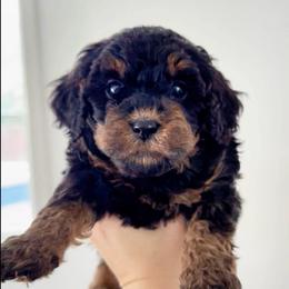 Phantom Black and Tan Female - Phantom female Goldendoodle puppy in Clarksville, Tennessee from Tennessee Goldendoodles, since 2014