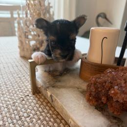 Pascal - Black tan and white male Biewer Terrier puppy in Cartersville, Georgia from Alpha Tiny Paws