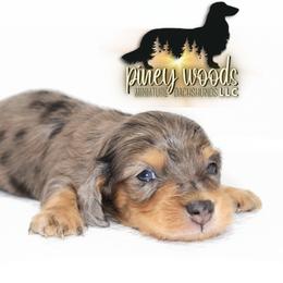 River RUSSIAN ITALIAN - Dapple male Dachshund puppy in Linden, Texas from Piney Woods Miniature Dachshunds LLC