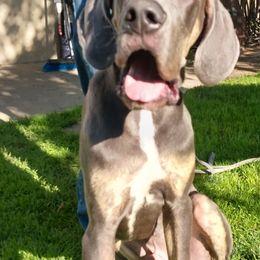 Boy 1 - Blue brindle Great Dane puppy in Auburn, New York from Danes of Angels