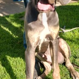 Boy 1 - Blue brindle Great Dane puppy in Auburn, New York from Danes of Angels
