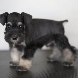Miniature Schnauzer Puppies from Snowflake Schnauzers