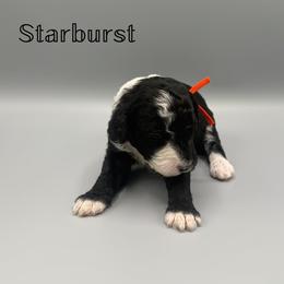 Starburst - Black and white female Aussiedoodle puppy in Paragould, Arkansas from AC Doodles & Corgis