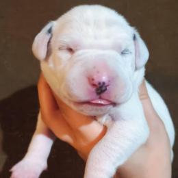 Charlie (Pink Collar Female) - White and black female Dalmatian puppy in Raymondville, Missouri from Wagner's Dalmatian's