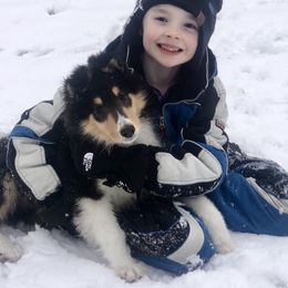 Collie Puppies from Goodwin Collies