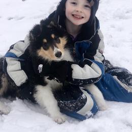 Collie Puppies from Goodwin Collies