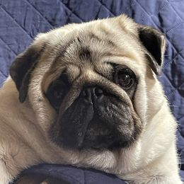 Socrates - Pug