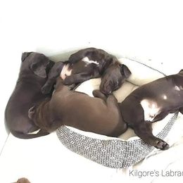 Labrador Retriever Puppies from Kilgore’s Labrador Retrievers
