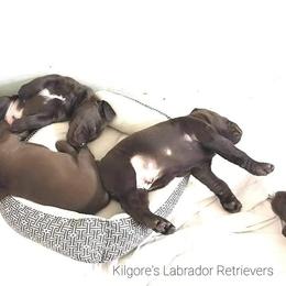 Labrador Retriever Puppies from Kilgore’s Labrador Retrievers