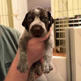 Hot Pink - Liver and white female German Shorthaired Pointer puppy in Ash Flat, Arkansas from SmokePoint GSPs
