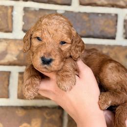 Sienna - Apricot female Goldendoodle puppy in Macclenny, Florida from Baker County Goldendoodles
