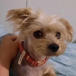 Mimi - Yorkshire Terrier
