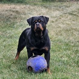 Mazy - Rottweiler