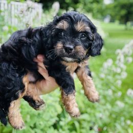 Finn - Tri-color male Cavapoo puppy in Battle Lake, Minnesota from Panda Puppies