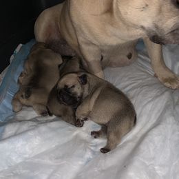 Boy2 - Fawn male French Bulldog puppy in South Kingstown, Rhode Island from Deolin