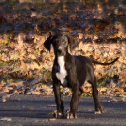 Black female D1 - Black and white female Great Dane puppy in Golconda, Illinois from Breken Great Danes