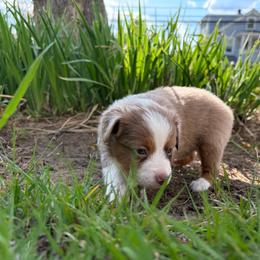 Casey - Red merle female Miniature American Shepherd puppy in Terryville, Connecticut from Spirited Aussies