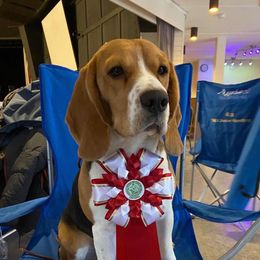 Beagles from Silverlake Beagles