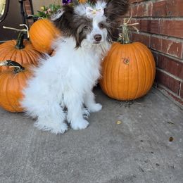 Daisy Long Star Angel - White and chocolate female Chinese Crested puppy in Amarillo, Texas from Victoria's Chinese Cresteds Long Star Angels