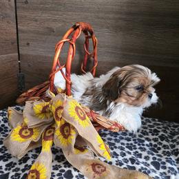 Boy 1 - Gold and white male Shih Tzu puppy in Meadows Of Dan, Virginia from Walt’s Shih Tzus