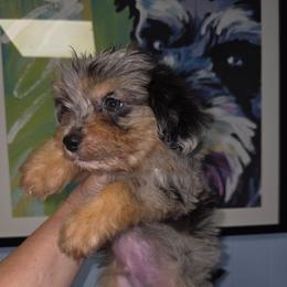 Alvin - Blue merle male Aussiedoodle puppy in Citra, Florida from Southpaw Herders LLC