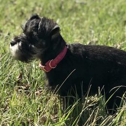 Miniature Schnauzers from England's AKC Miniature schnauzers