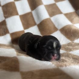 Master - Brindle male Shih Tzu puppy in Sharon, Pennsylvania from Keystone Danes and Shih tzus