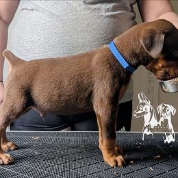 Blue Collar Male 3 - Latte X Rogue - Red and rust male Doberman Pinscher puppy in Spencer, Indiana from Jackson's Dobermans