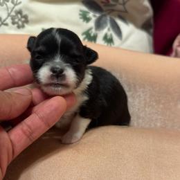 Girl 1 - Black and white female Chihuahua puppy in Davenport, Florida from Clan Cordovathone