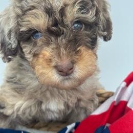 Magnolia - Brown merle female Aussiedoodle puppy in Austin, Texas from Doodles of Central Texas