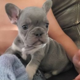 Leo - Tricolors male French Bulldog puppy in Stockton, Missouri from Willis Family Frenchies