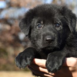 Black Female (Dark Purple) - German Shepherd puppy in Oxford, Arkansas from Atlas Shepherds