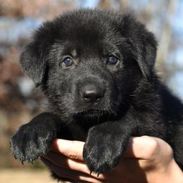 Black Female (Dark Purple) - German Shepherd puppy in Oxford, Arkansas from Atlas Shepherds