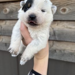 Charcoal - Blue speckled male Australian Cattle Dog puppy in Ellensburg, Washington from Boondock Bandits