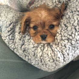 Cavalier King Charles Spaniel Puppies from Creekside Cavaliers