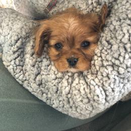 Cavalier King Charles Spaniel Puppies from Creekside Cavaliers