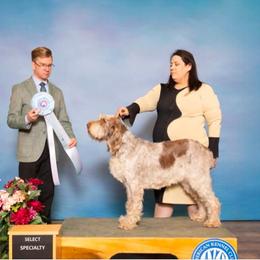 Girl 1 - Brown roan female Spinone Italiano puppy in Kent County, Delaware from Ilvolare Spinone