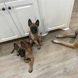 Belgian Malinois Puppies from D&C Kennel