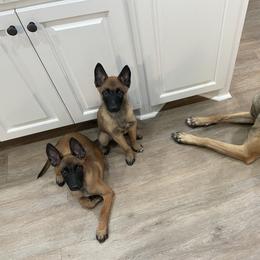 Belgian Malinois Puppies from D&C Kennel