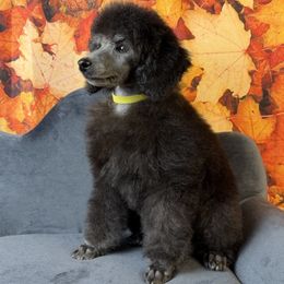 Yellow Collar - Silver male Poodle puppy in Kingston, Oklahoma from Tribal Poodles