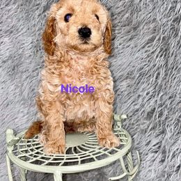 Aussiedoodle and Goldendoodle Puppies from West Coast Doodles
