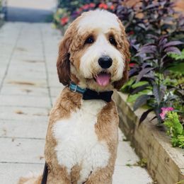 Ralphie - Goldendoodle