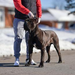 Ice - Cane Corso