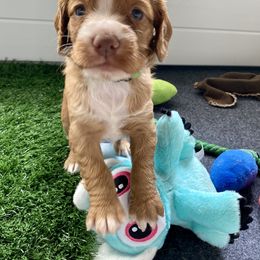 English Cocker Spaniel Puppies from McCoy's English Spaniels