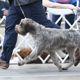Wirehaired Pointing Griffons from Dead Oak Griffons